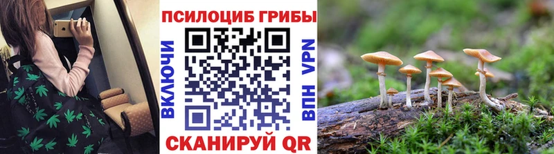 Купить закладки  Злынка  Галлюциногенные грибы мицелий 